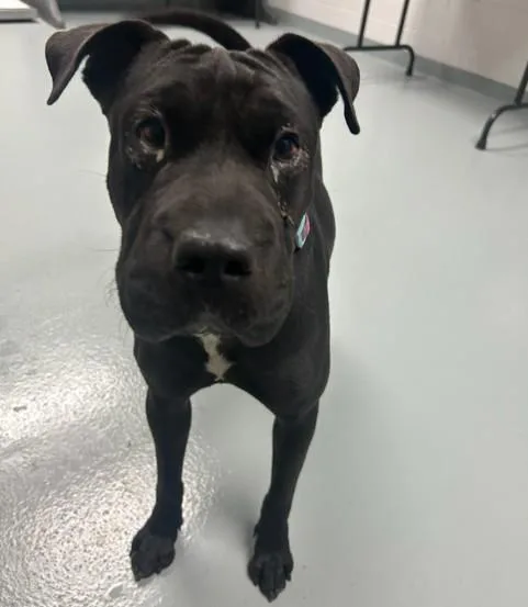 A young medium-sized female Shar-Pei dog named Velvet for adoption in Saint Cloud, FL