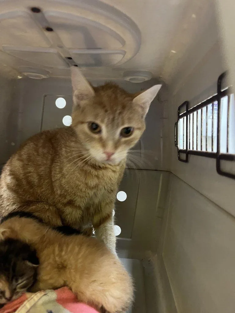 A young small-sized female Tabby (Orange / Red) Domestic Short Hair cat named Parke for adoption in Raleigh, NC