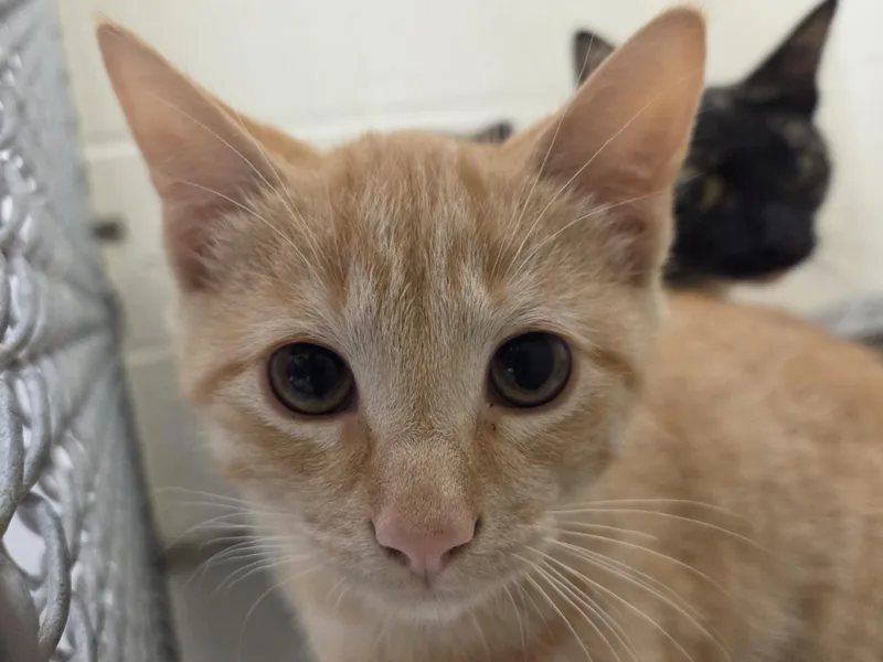 A baby small-sized male Domestic Short Hair cat named Terminator Bob for adoption in Hagerstown, MD