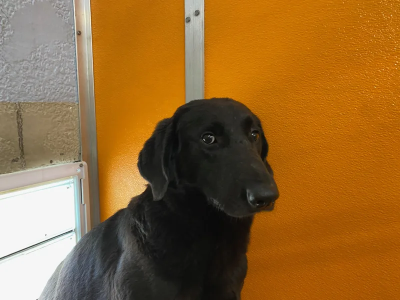 Mushmiri thumbnail 2