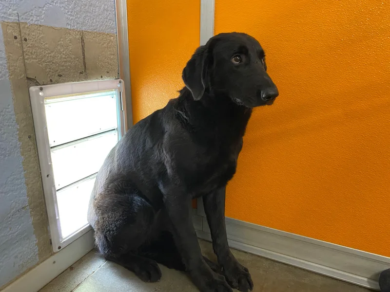 Mushmiri thumbnail 3