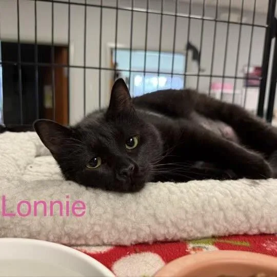 A young small-sized female Black Domestic Short Hair cat named Lonnie for adoption in Richmond, IN