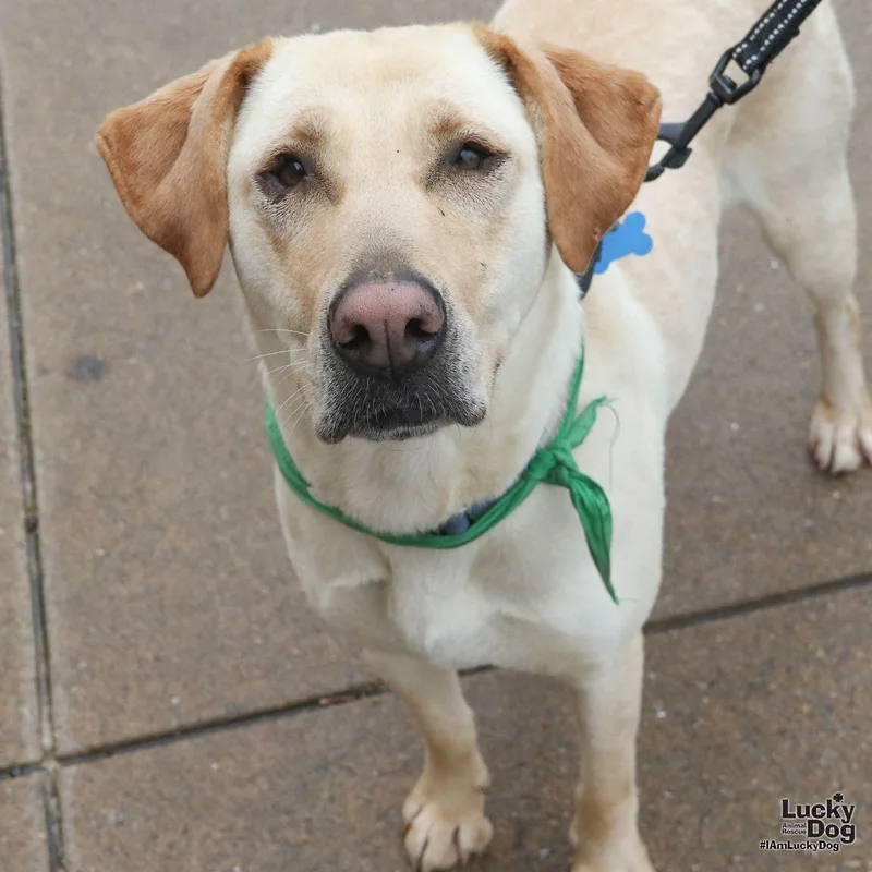 A young large-sized female Yellow Labrador Retriever dog named Cameo for adoption in Washington, DC