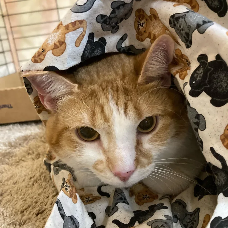 An adult medium-sized male Orange & White Tabby cat named Vuvuzela for adoption in Baltimore, MD