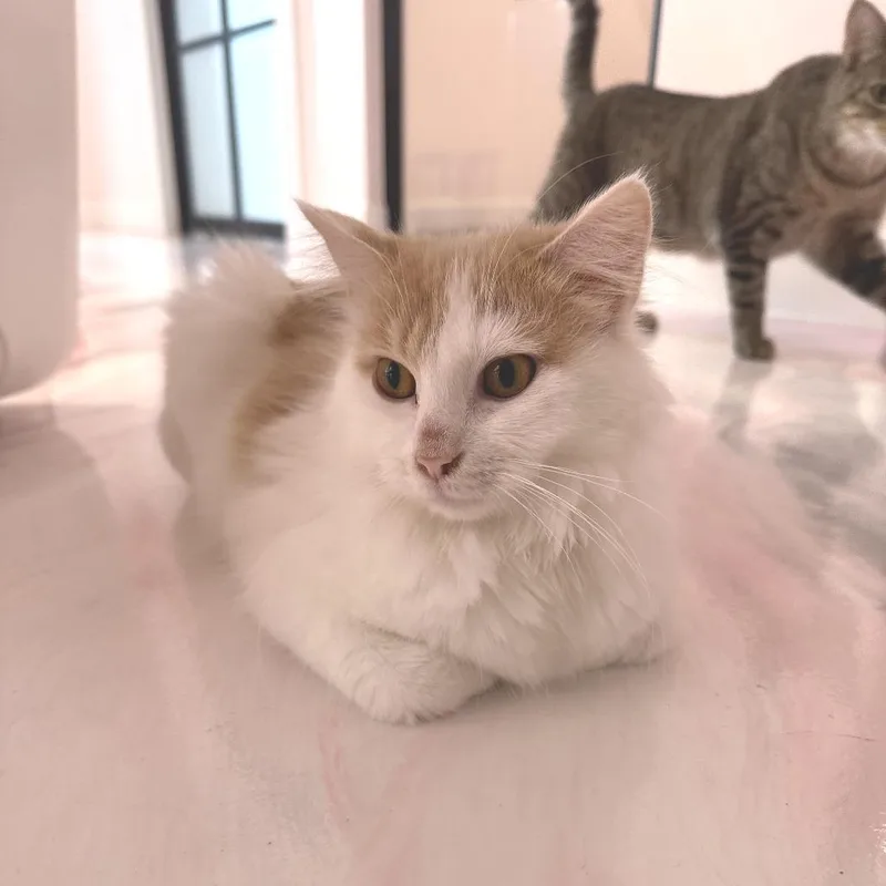 A young medium-sized female White Domestic Long Hair cat named Eva for adoption in Forest Park, IL