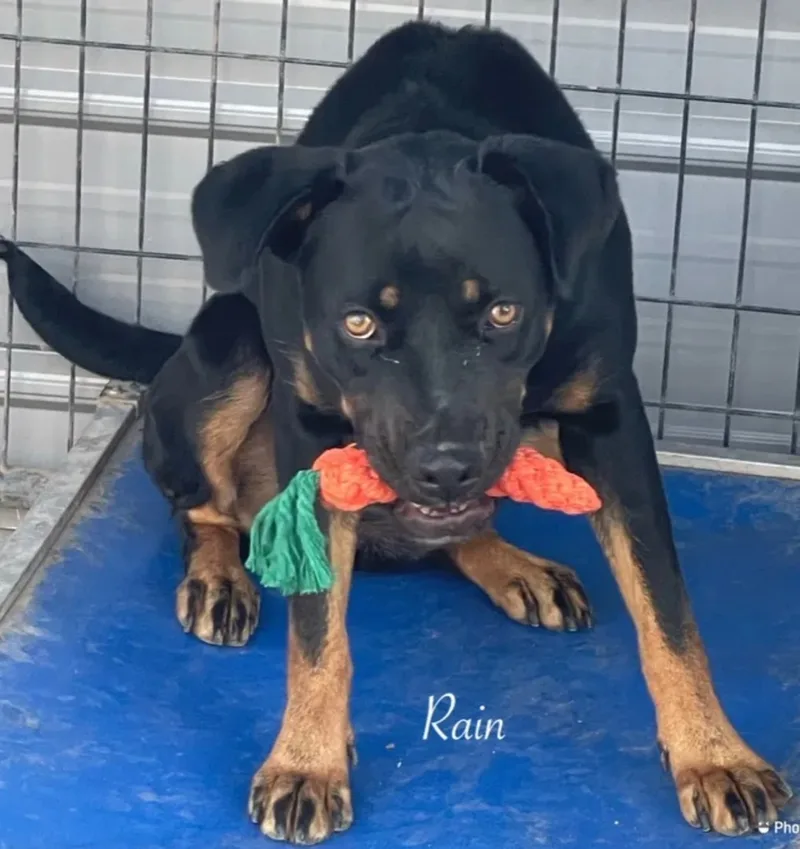 An adult large-sized female Rottweiler dog named Rain for adoption in Canyon, TX