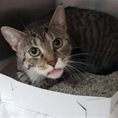 An adult extra large-sized female Brown / Chocolate Domestic Short Hair cat named "chartreuse" for adoption in Perkiomenville, PA