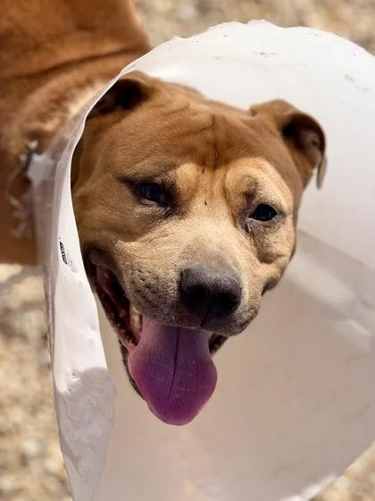 Bebe Buck thumbnail 2