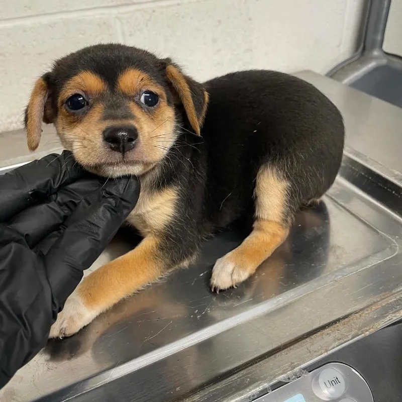 A baby small-sized female Black Terrier dog named Haven C for adoption in Allen, TX