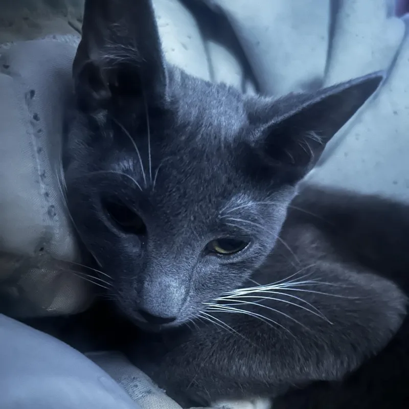 A young medium-sized female Gray / Blue / Silver Domestic Short Hair cat named Royal for adoption in Philadelphia, PA