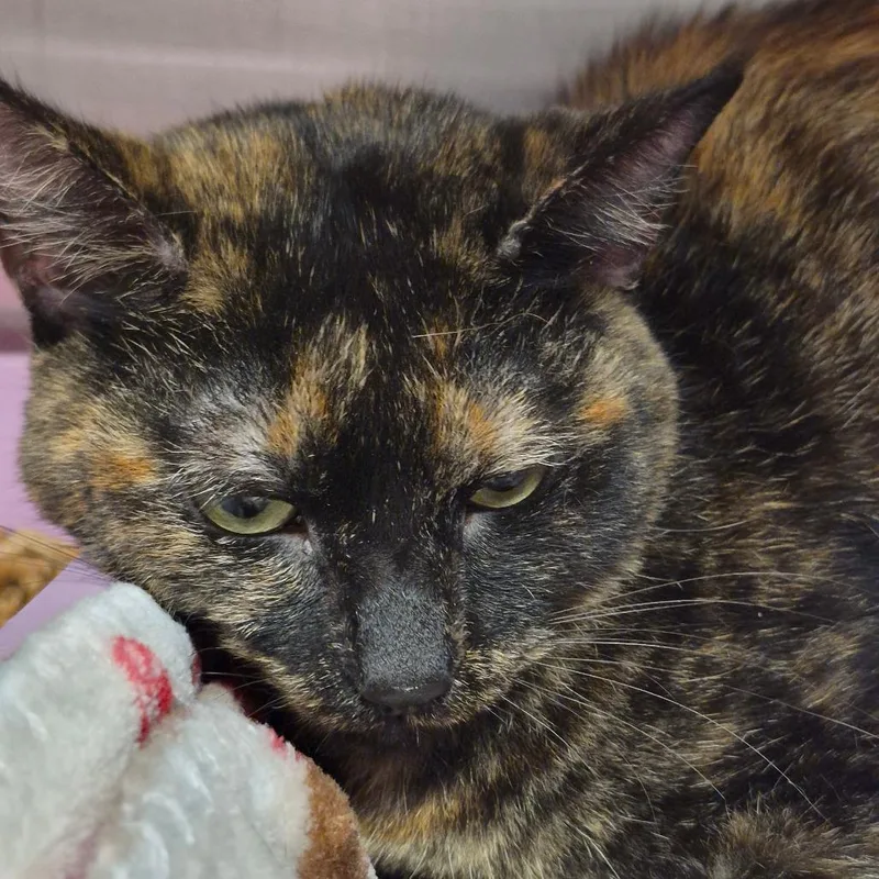 An adult medium-sized female Tortoiseshell Domestic Short Hair cat named Stormy for adoption in Oak Ridge, TN