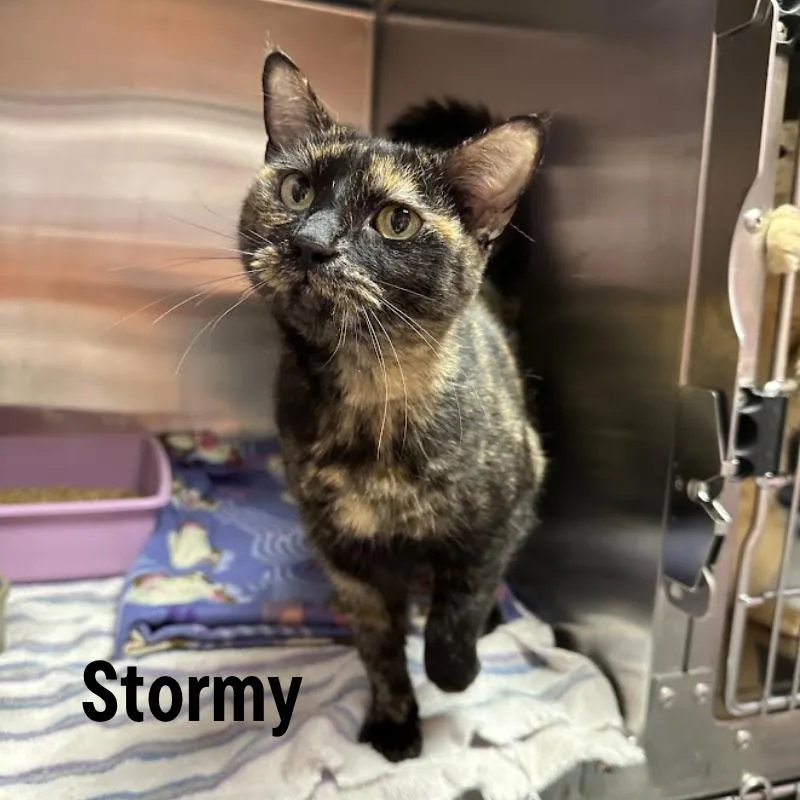 Stormy thumbnail 2