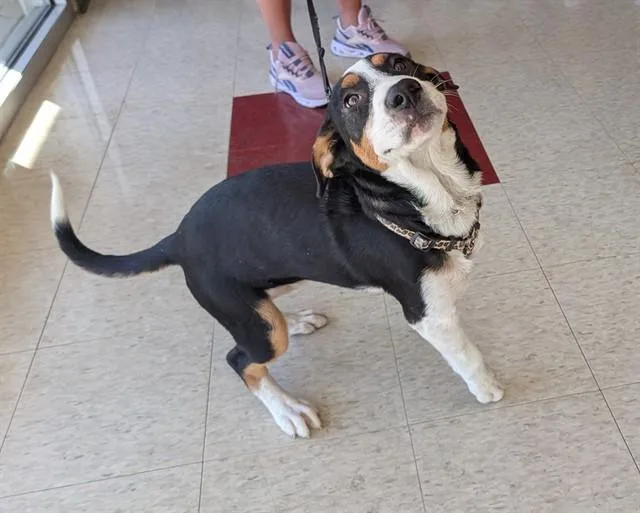 A baby medium-sized female Treeing Walker Coonhound dog named Peaches A for adoption in Plano, TX