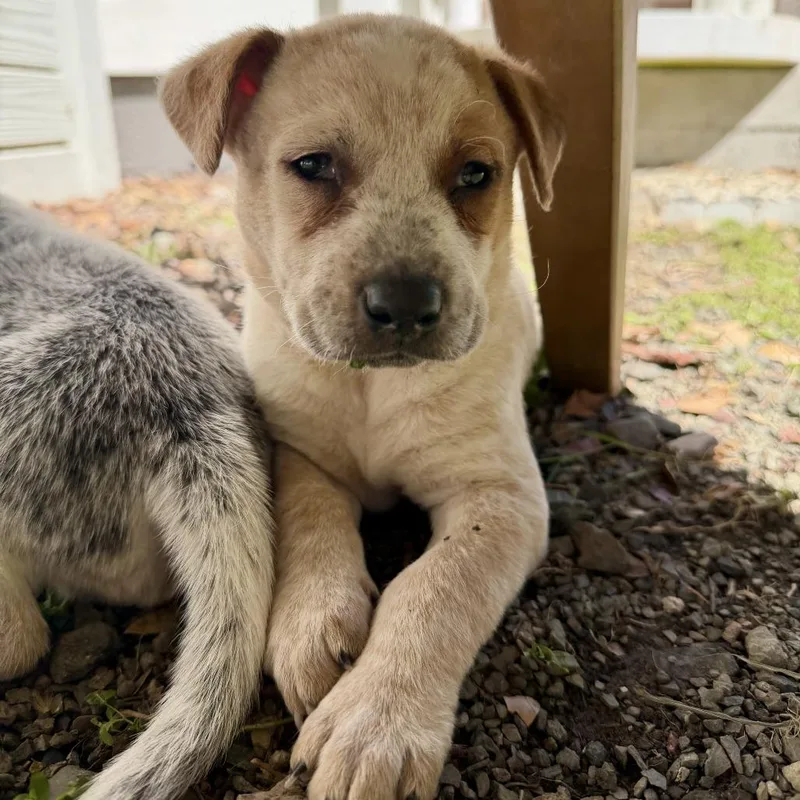 A baby small-sized male Yellow / Tan / Blond / Fawn Australian Cattle Dog / Blue Heeler dog named Muffin for adoption in Sonoma, CA