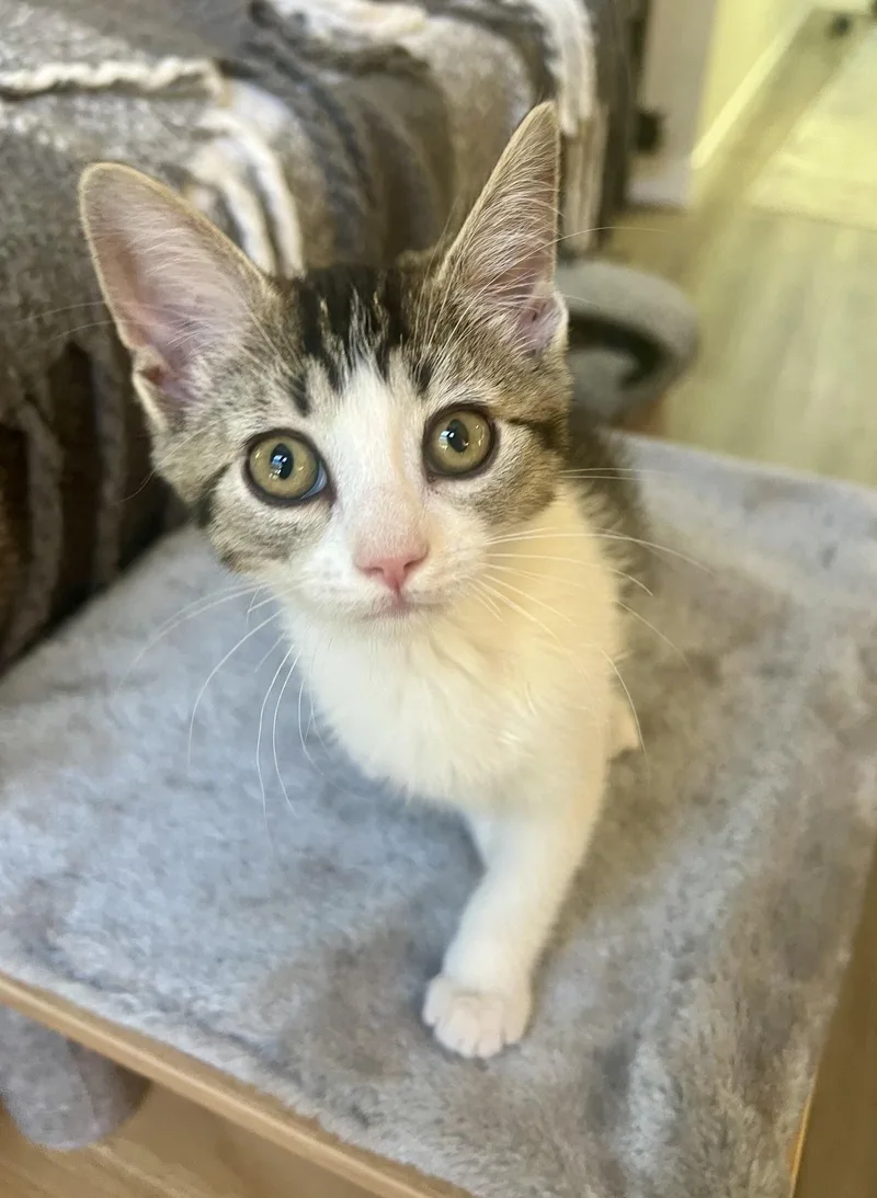 A baby medium-sized female Gray & White Domestic Short Hair cat named Sassy for adoption in Las Vegas, NV
