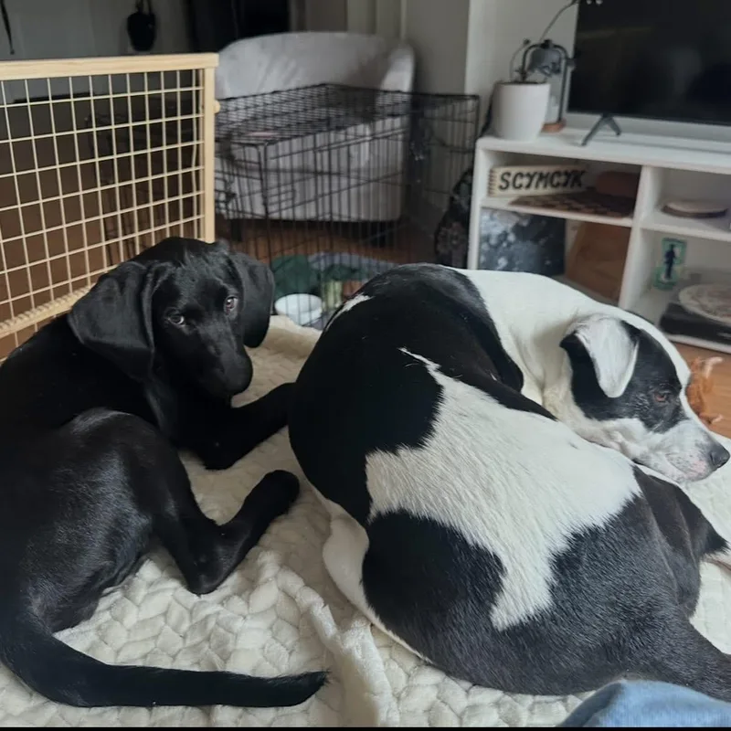 A baby medium-sized female Hound dog named Sylvia for adoption in Charlotte, NC