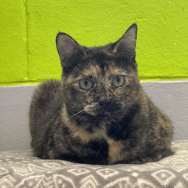 Princess thumbnail 2