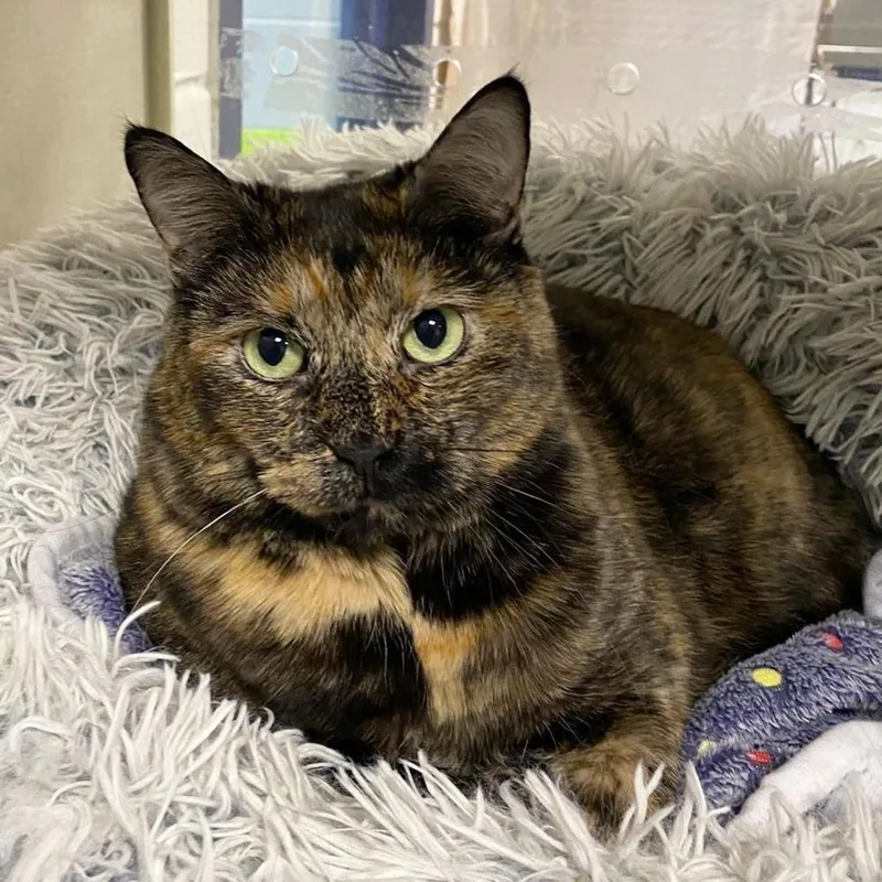 Princess thumbnail 4