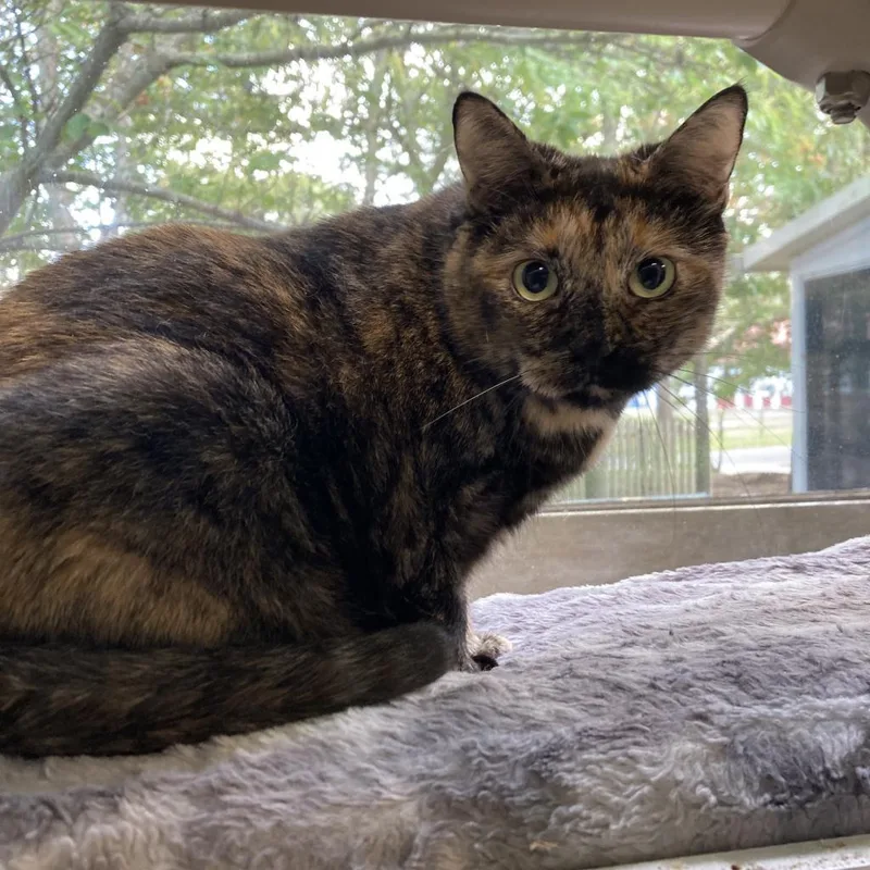 Princess thumbnail 5