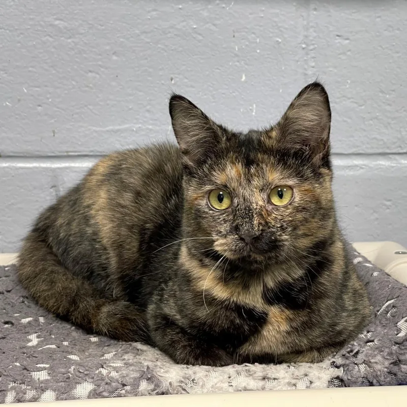 Princess thumbnail 6