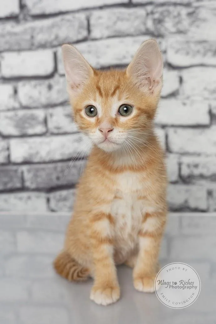 A baby medium-sized male Tabby (Orange / Red) Domestic Short Hair cat named Alfie for adoption in Tuscaloosa, AL