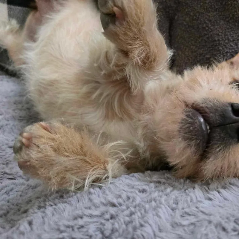 An adult small-sized male Apricot / Beige Yorkshire Terrier dog named Lucio for adoption in Seal Beach, CA