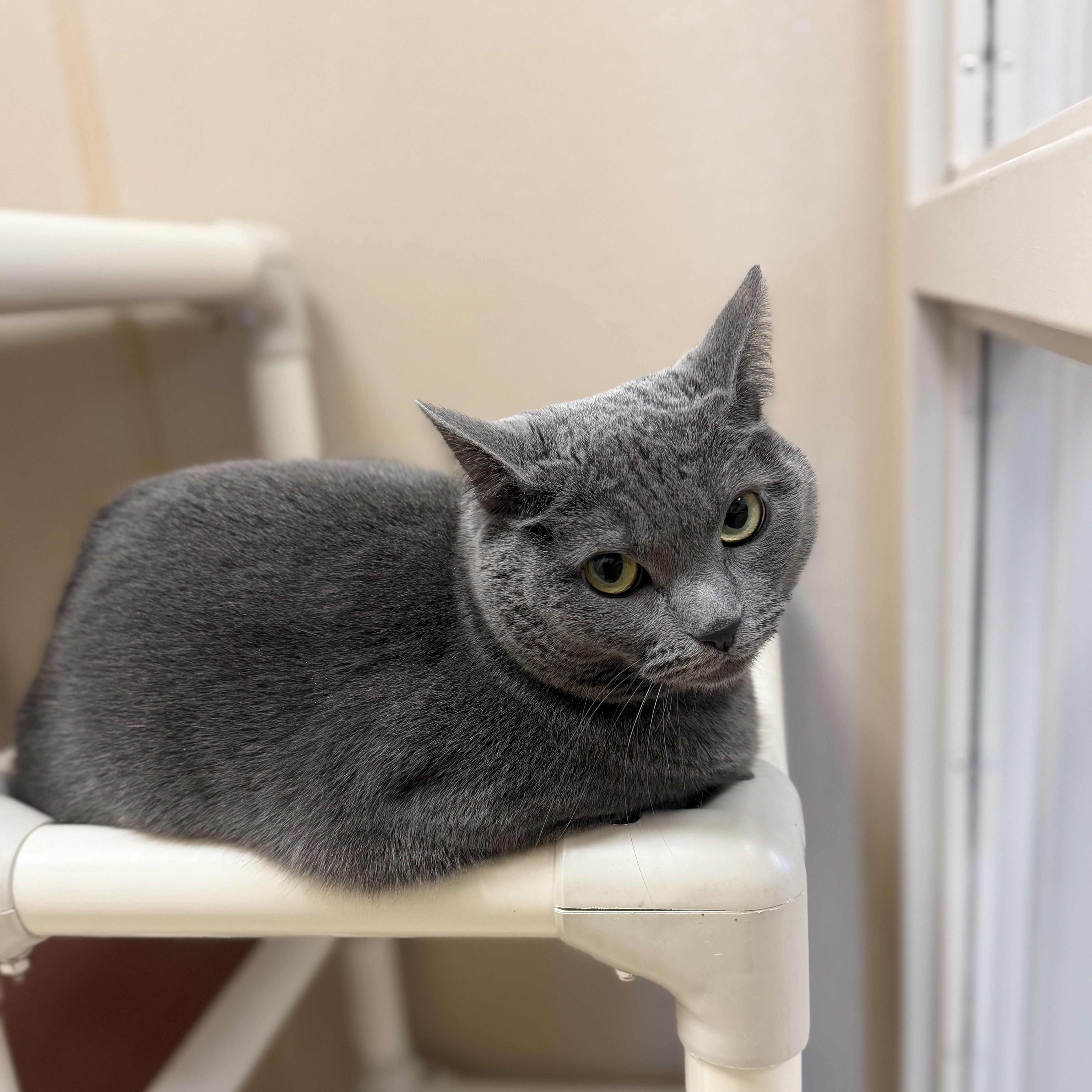 An adult medium-sized female Gray / Blue / Silver Domestic Short Hair cat named Bella for adoption in North Providence, RI