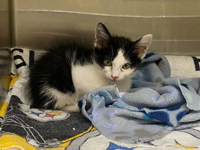 A baby small-sized female Domestic Short Hair cat named Isabel for adoption in Tustin, CA