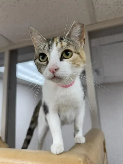 An adult medium-sized female Torbie Domestic Short Hair cat named Petal for adoption in Medina, OH