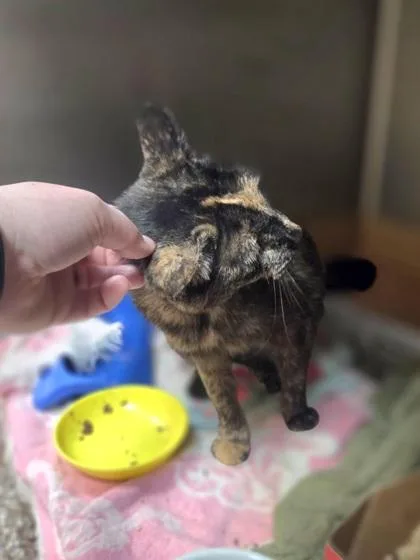 An adult large-sized female Domestic Short Hair cat named Sweater for adoption in Westland, MI