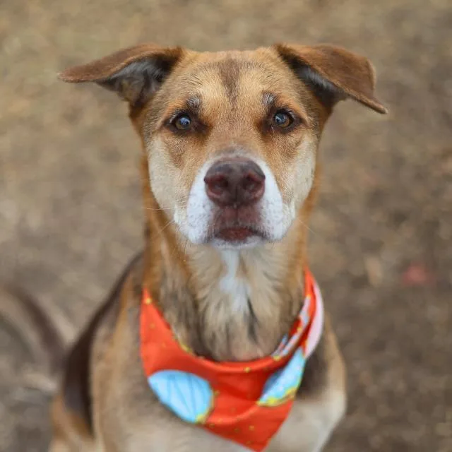 An adult medium-sized female Retriever dog named Daisy for adoption in San Antonio, TX