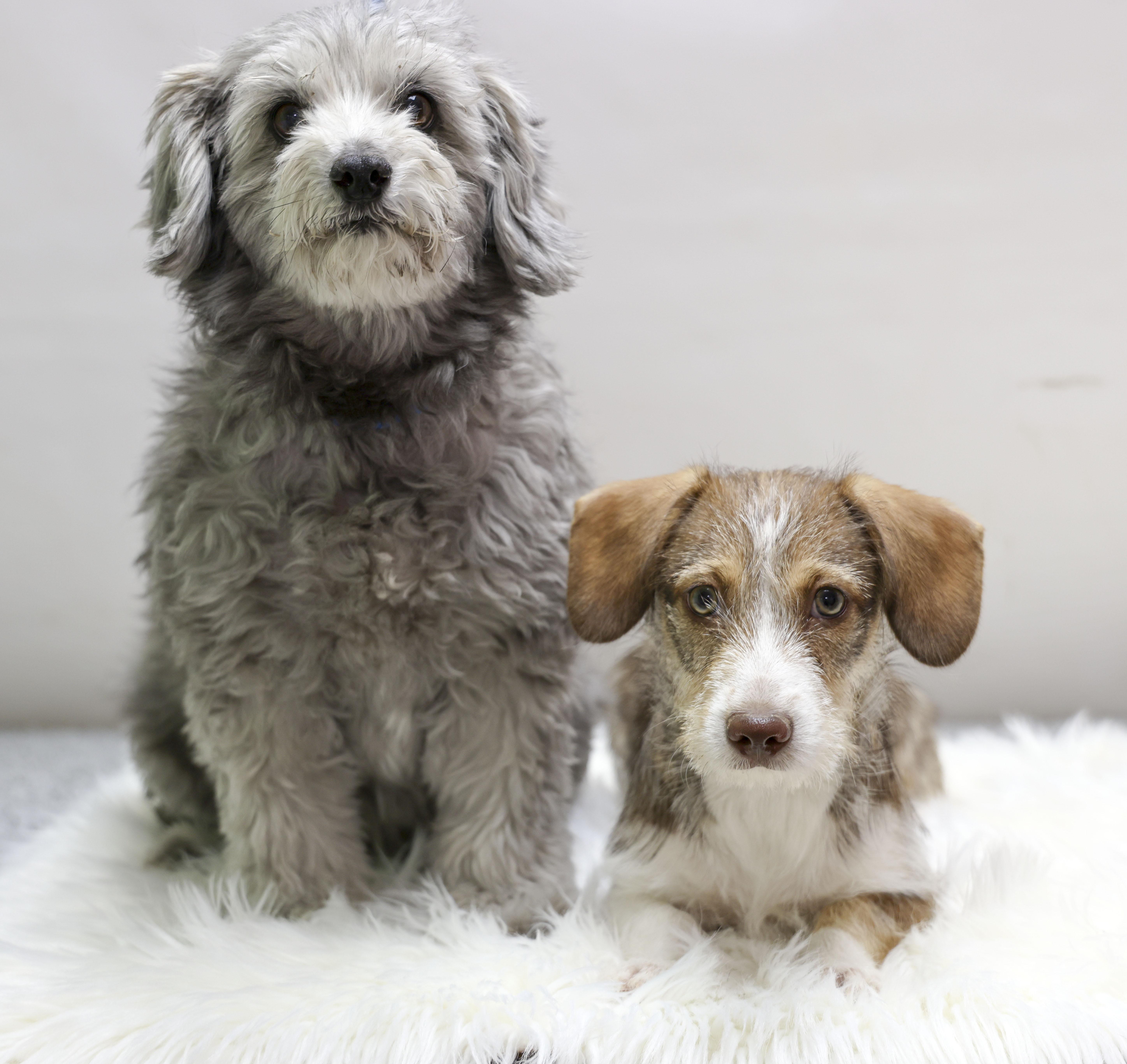 A senior small-sized female Gray / Blue / Silver Shih Tzu dog named Poppy for adoption in Casa Grande, AZ