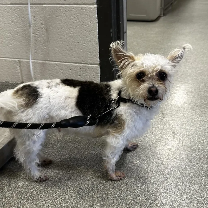 A young small-sized female White / Cream Mixed Breed dog named Fiji for adoption in Hinsdale, IL