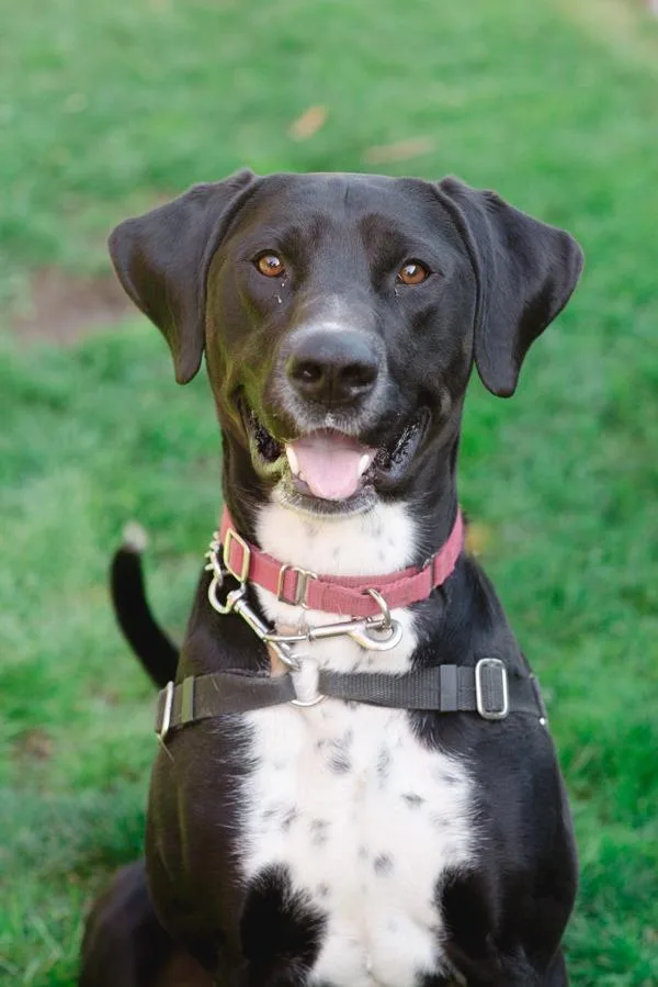 An adult medium-sized male Labrador Retriever dog named Loki for adoption in Vancouver, WA