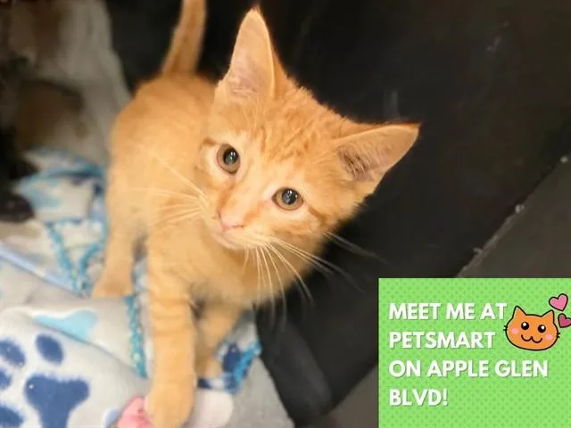 A baby small-sized male Domestic Short Hair cat named Garfield for adoption in Fort Wayne, IN