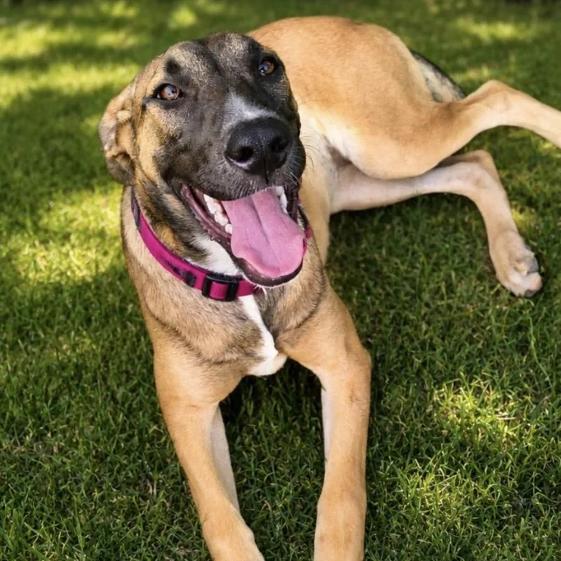 A young medium-sized female Shepherd dog named Kelsey for adoption in Conroe, TX