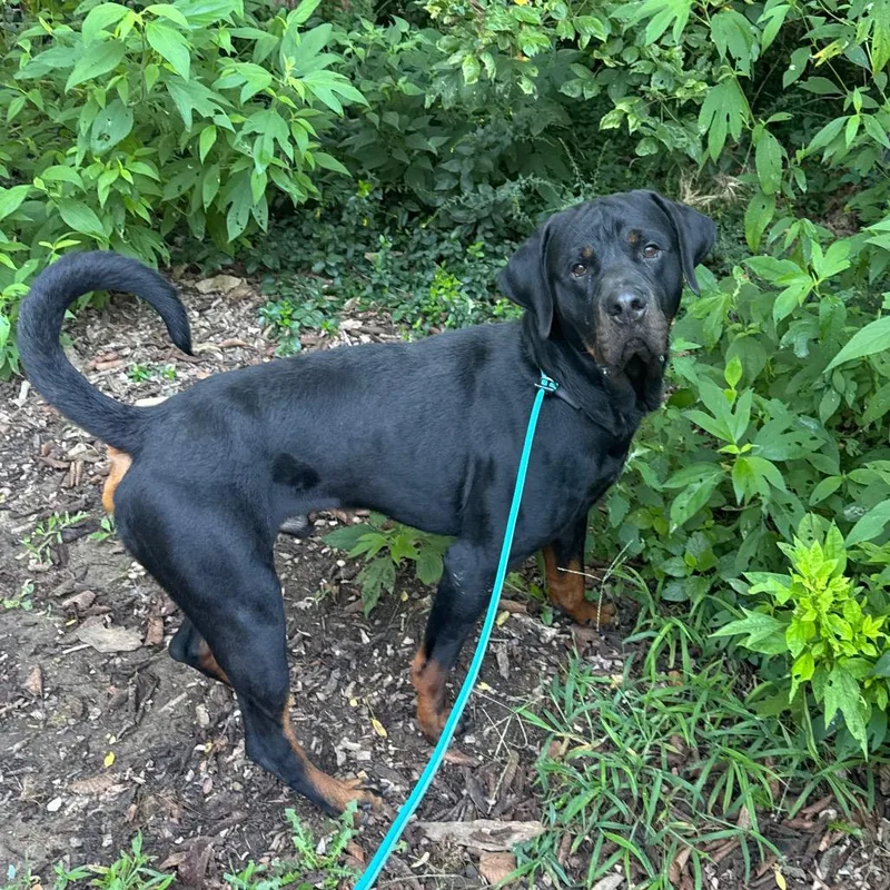 An adult large-sized male Black Mixed Breed dog named Buckles for adoption in Edwardsville, IL