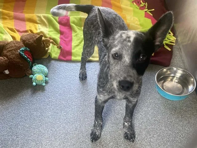 A baby small-sized male Australian Cattle Dog / Blue Heeler dog named Pogo for adoption in Tustin, CA