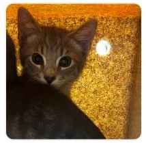 A baby medium-sized female Domestic Short Hair cat named Denny for adoption in West Chester, PA