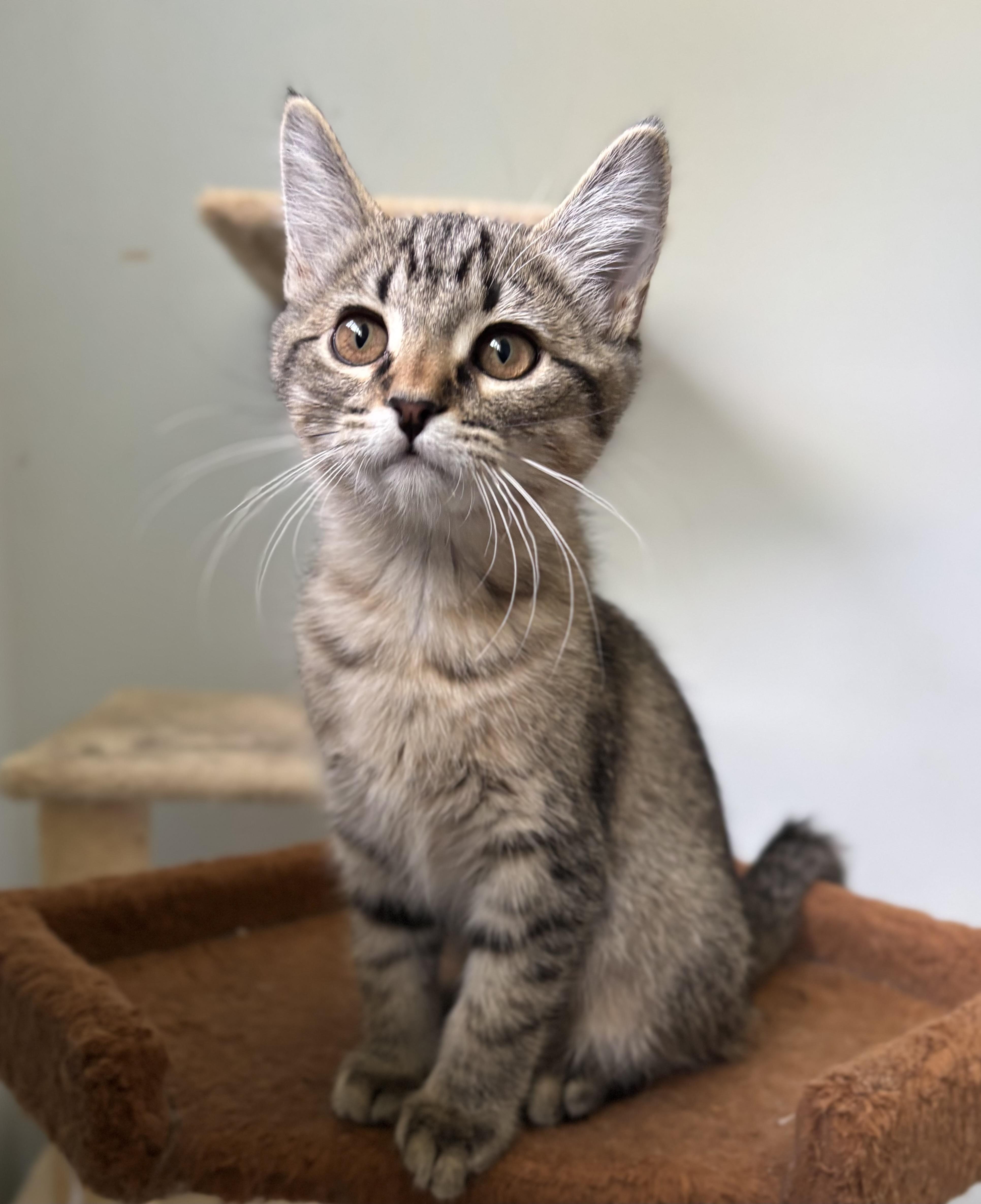 A young medium-sized female Domestic Short Hair cat named Figlet for adoption in Denver, CO