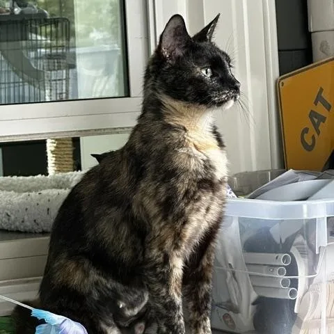 An adult small-sized female Tortoiseshell Domestic Short Hair cat named Lily for adoption in Belmont, NC