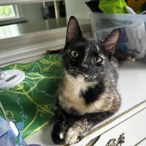 Lily thumbnail 3