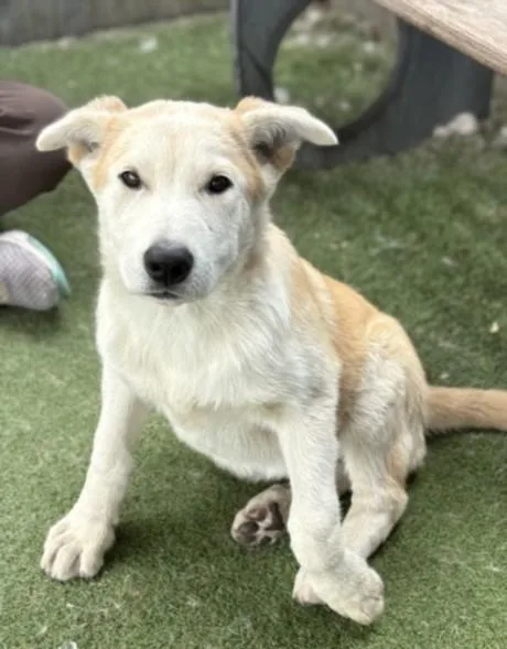 A baby medium-sized female Labrador Retriever dog named Makaia for adoption in Los Angeles, CA