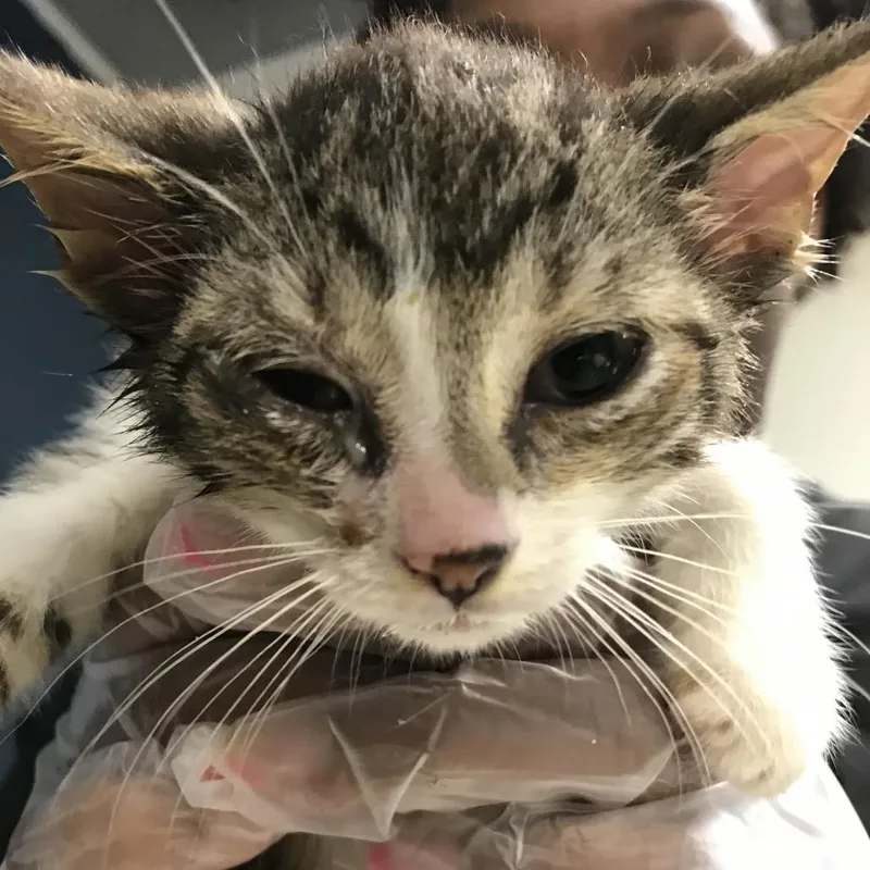 A baby small-sized male Brown / Chocolate Domestic Short Hair cat named Fetty Wap for adoption in Newark, NJ