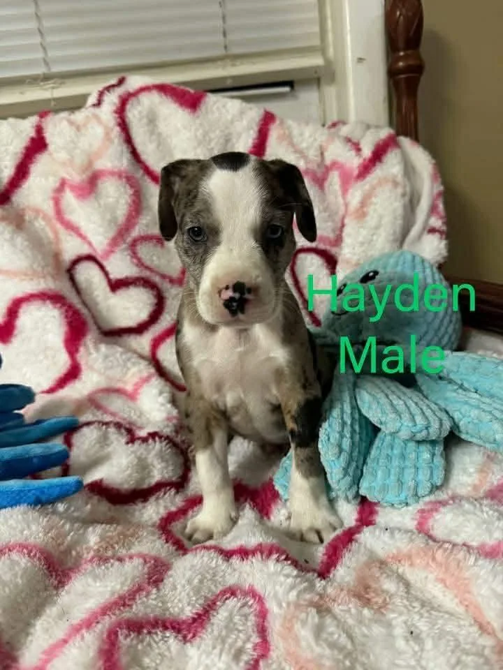 A young large-sized male Labrador Retriever dog named Hayden for adoption in Pomfret Center, CT