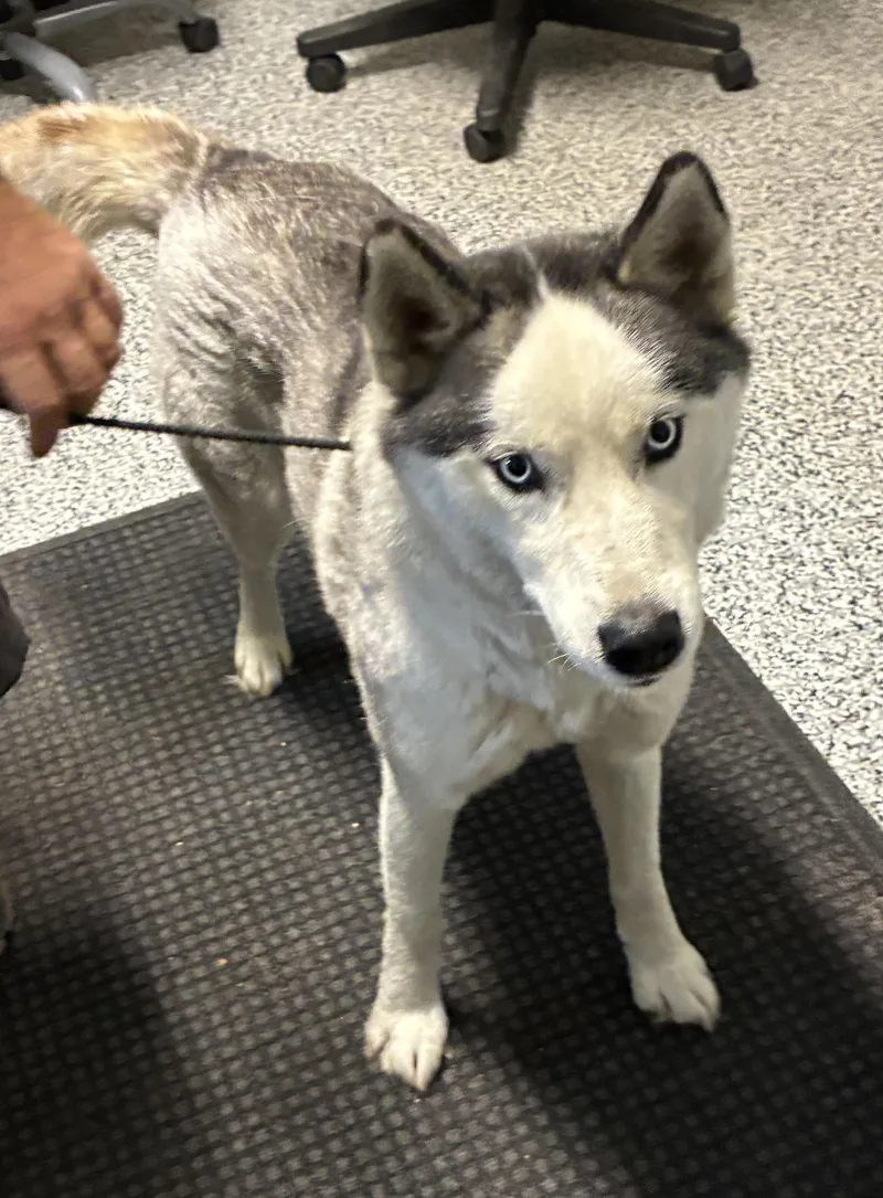 Balto