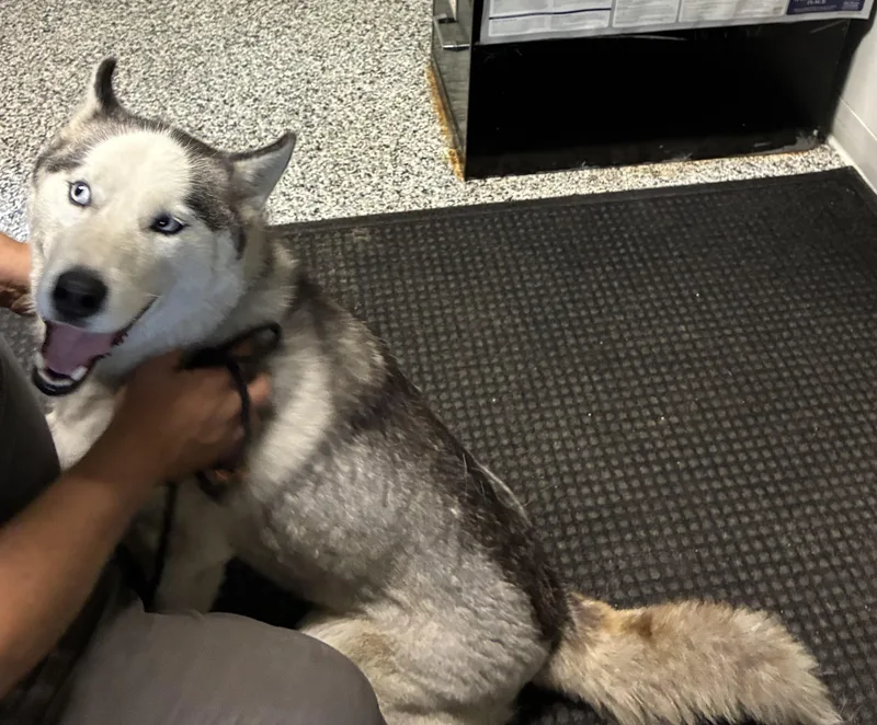 Balto thumbnail 3