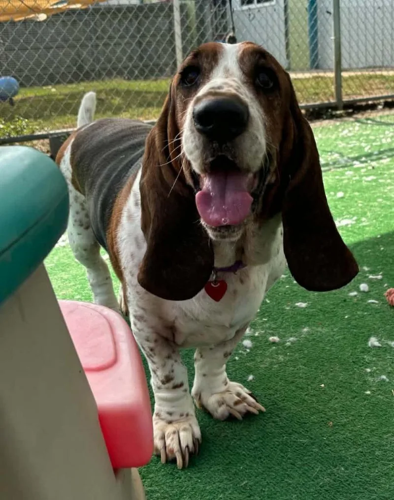An adult medium-sized male Basset Hound dog named Boe for adoption in Warren, MI