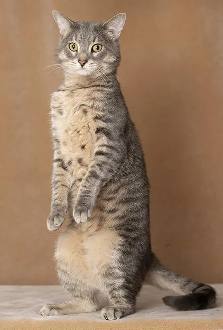 A young medium-sized male Tabby cat named Figgy Fields for adoption in Chicago, IL