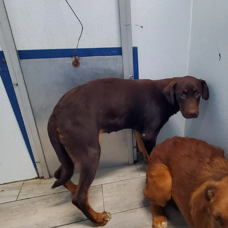 A young medium-sized female Brown / Chocolate Mixed Breed dog named Mini Cortana for adoption in Denison, TX